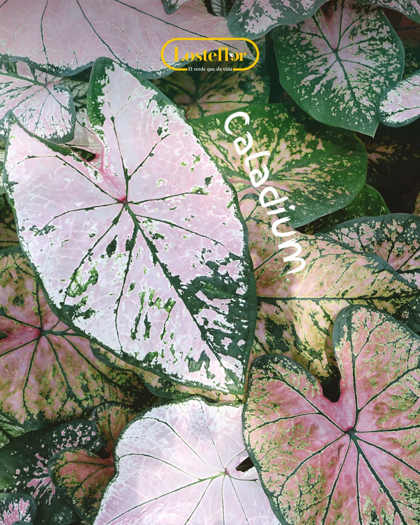 Caladium de hojas rosas y verdes