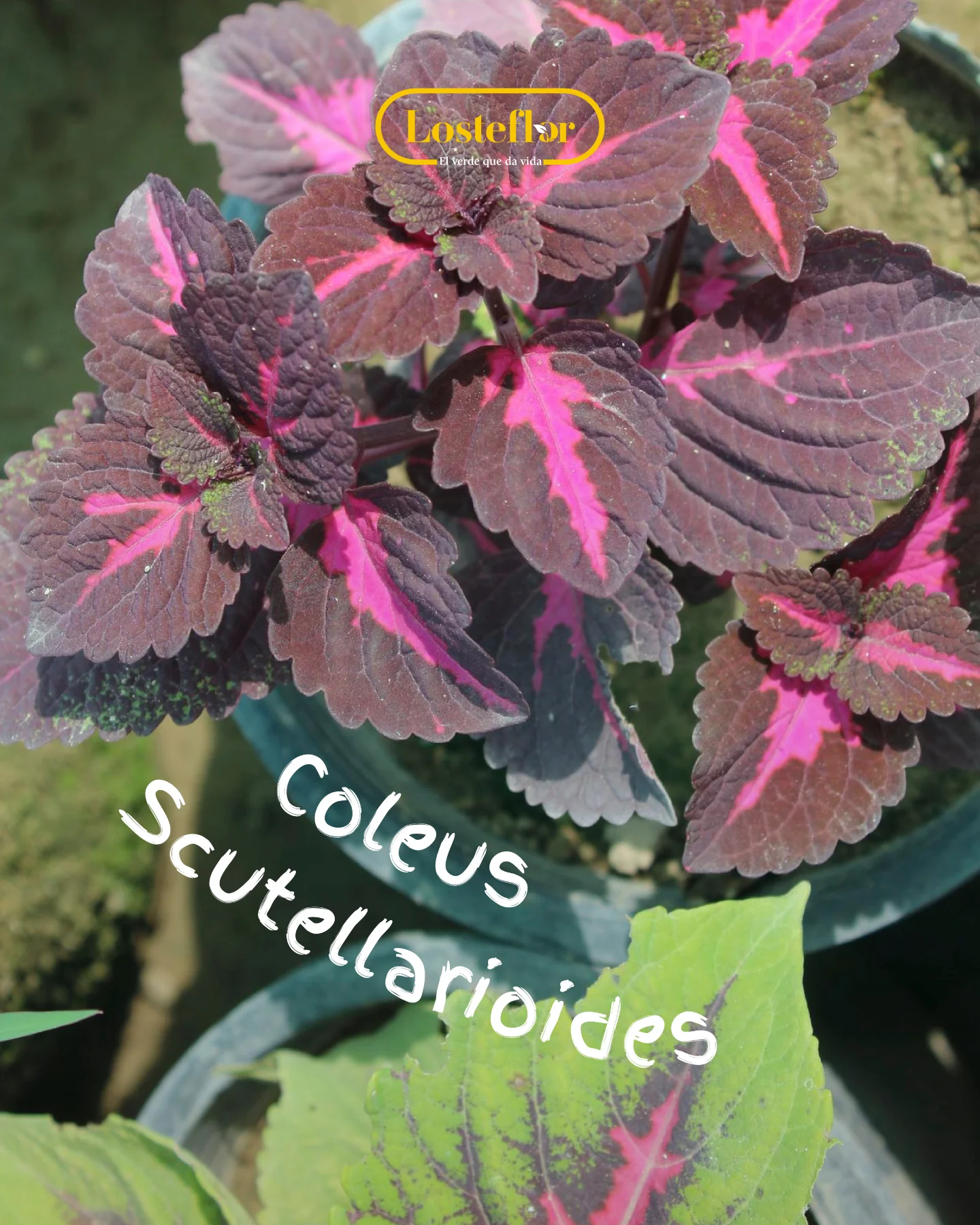 Coleus Scutellarioides, planta rosa de hoja