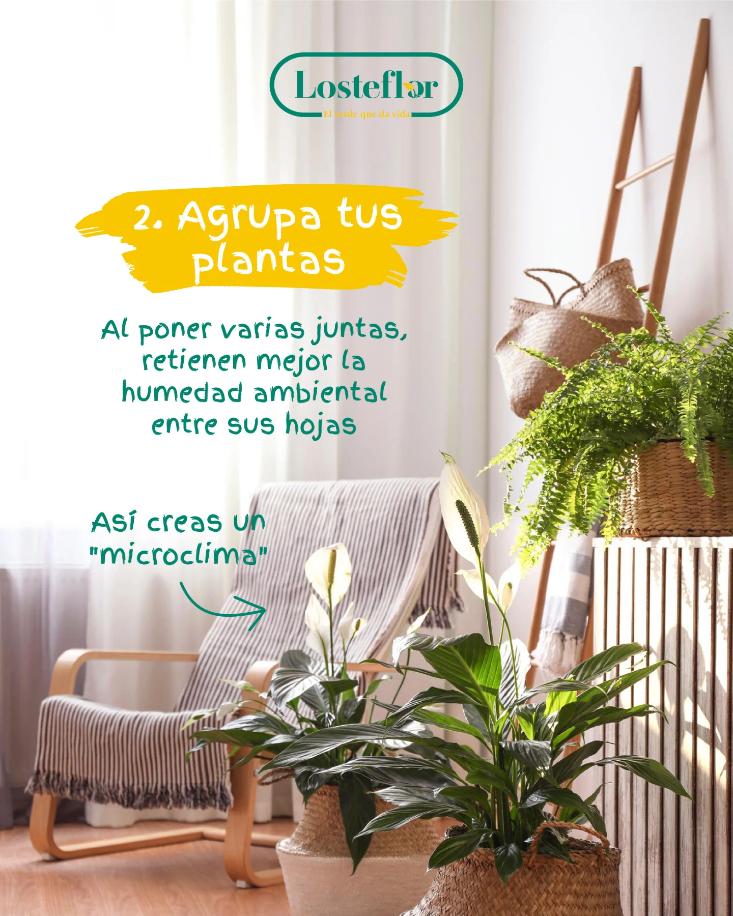 Helecho y espatifilo agrupados para retener la humedad ambiental entre sus hojas