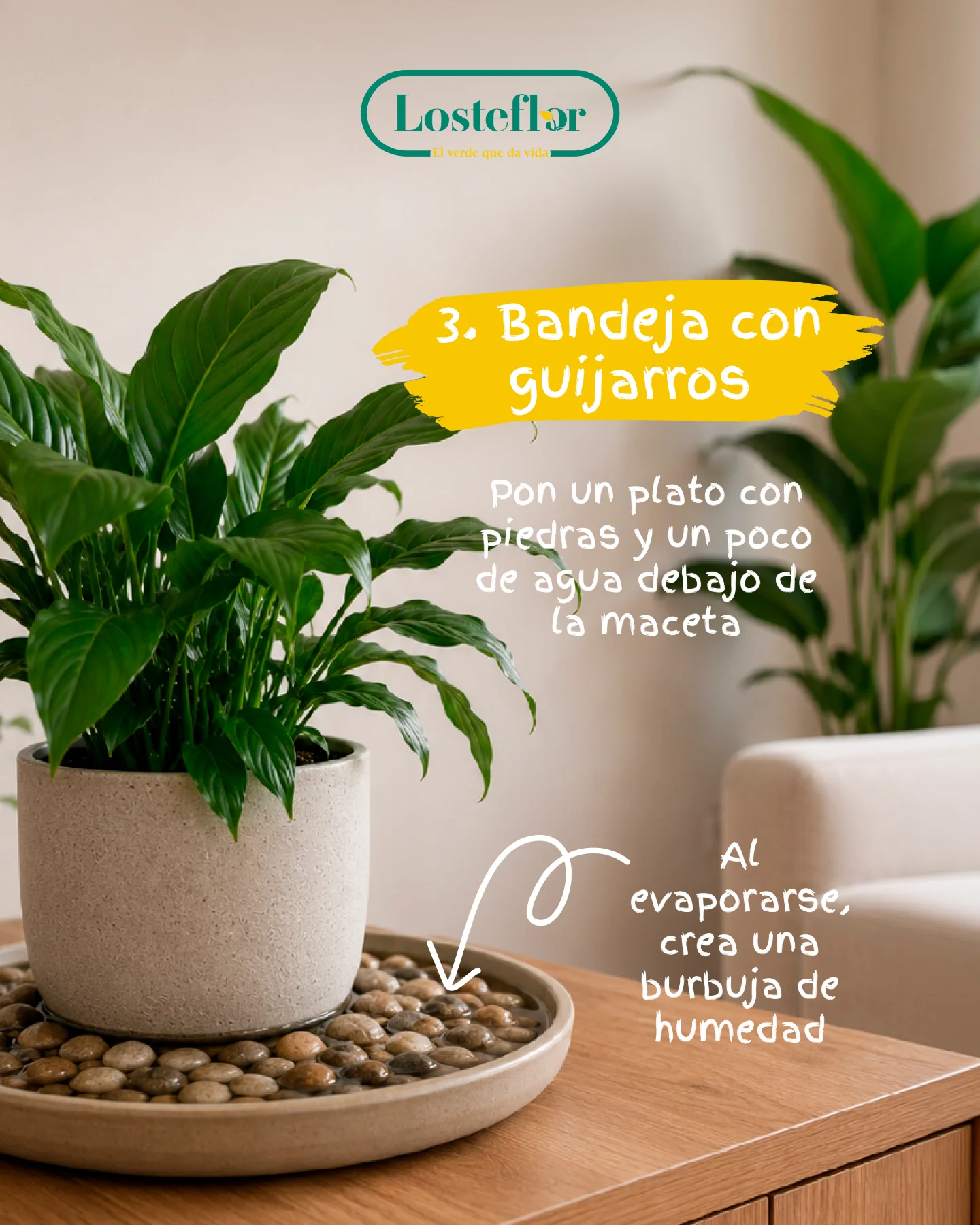Espatifilo sobre una bandeja de guijarros con agua para ganar humedad ambiental