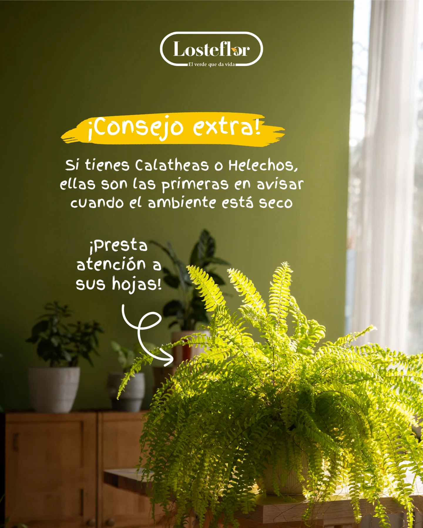 Helecho de hojas verdes brillantes junto a una ventana en un salón climatizado