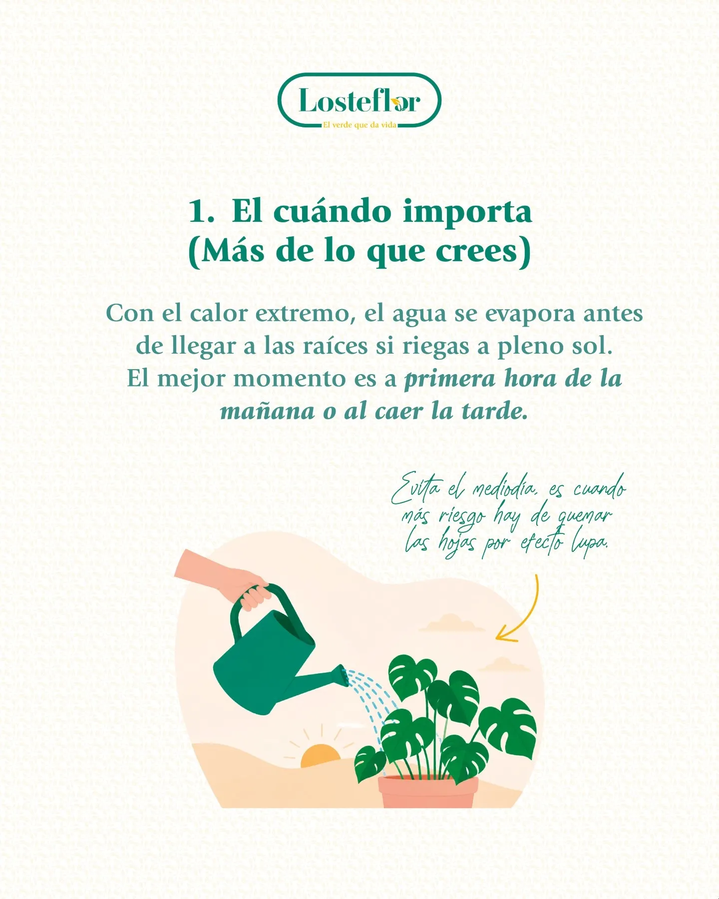Regadera vertiendo agua sobre una planta de interior a primera hora, el mejor momento para regar las plantas en verano