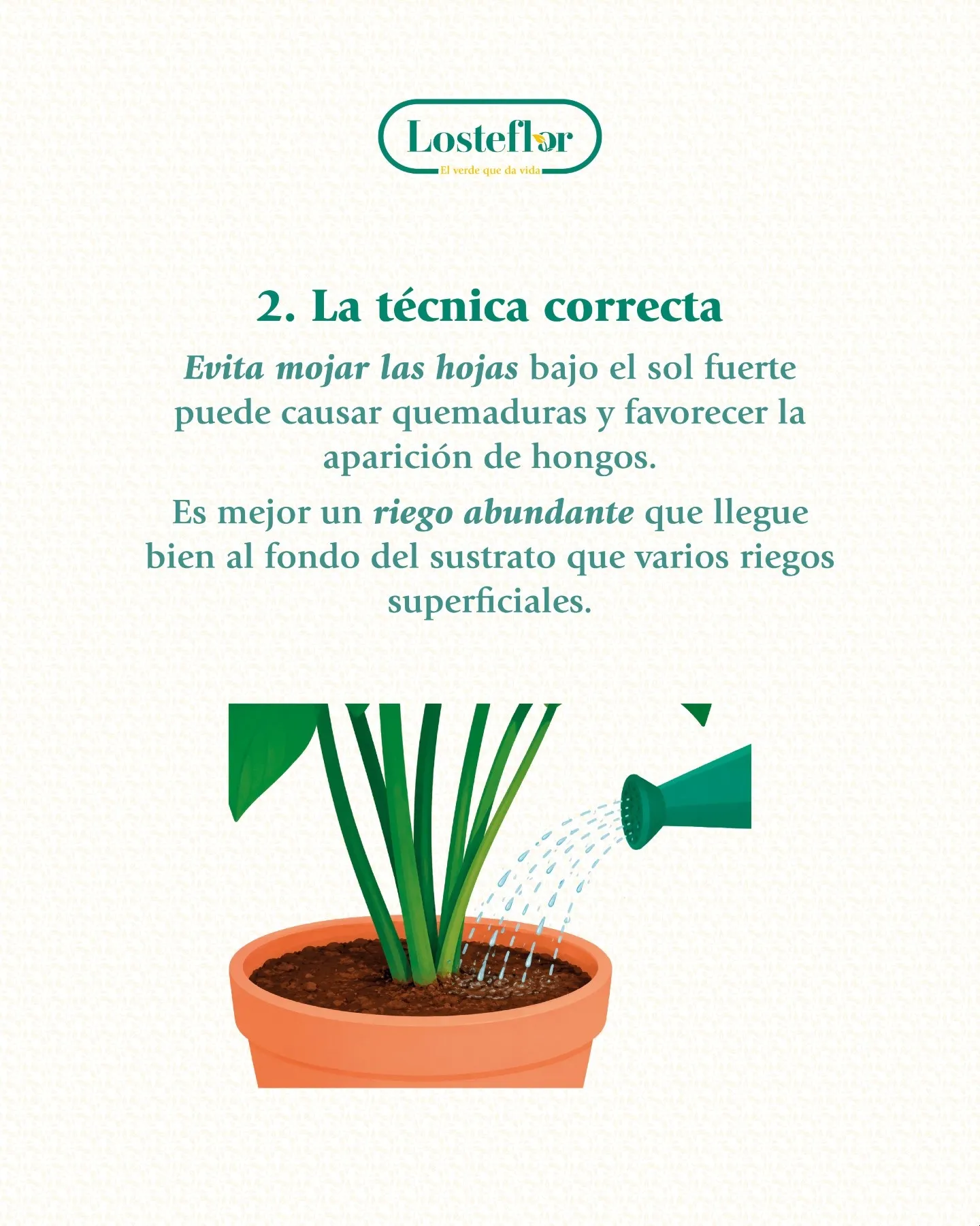 Agua cayendo sobre el sustrato de una maceta de barro, la técnica correcta para regar las plantas en verano