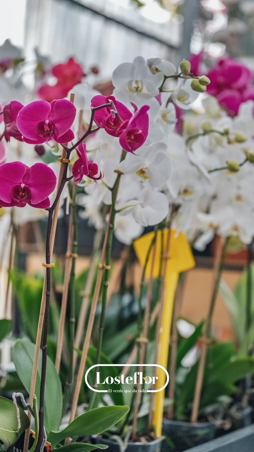 Orquídeas blancas y fucsias, unas de las plantas de interior más elegantes de Losteflor