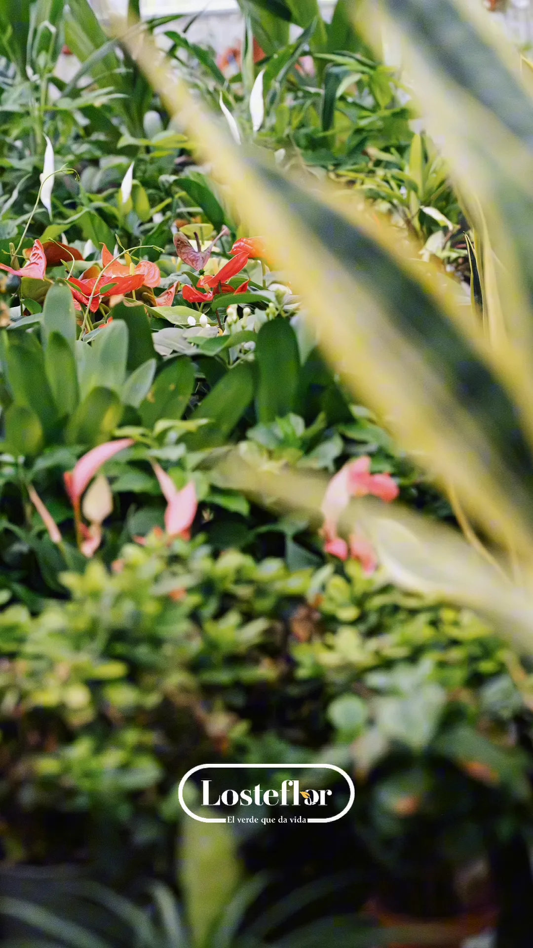 Anthurium rojo en flor, una de las plantas más coloridas del vivero Losteflor