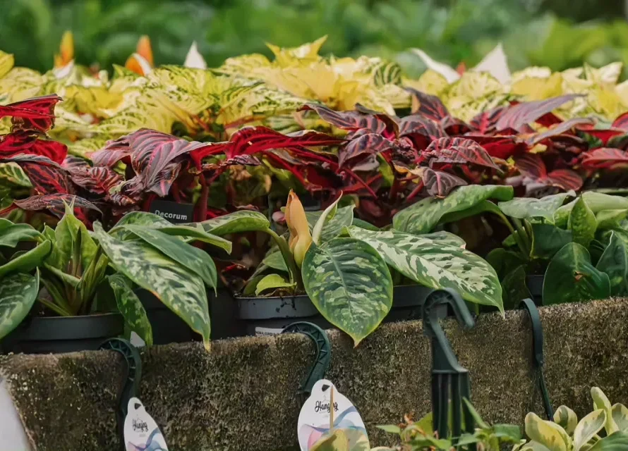 Plantas de interior para casa en el vivero Losteflor de Chiclana de la Frontera