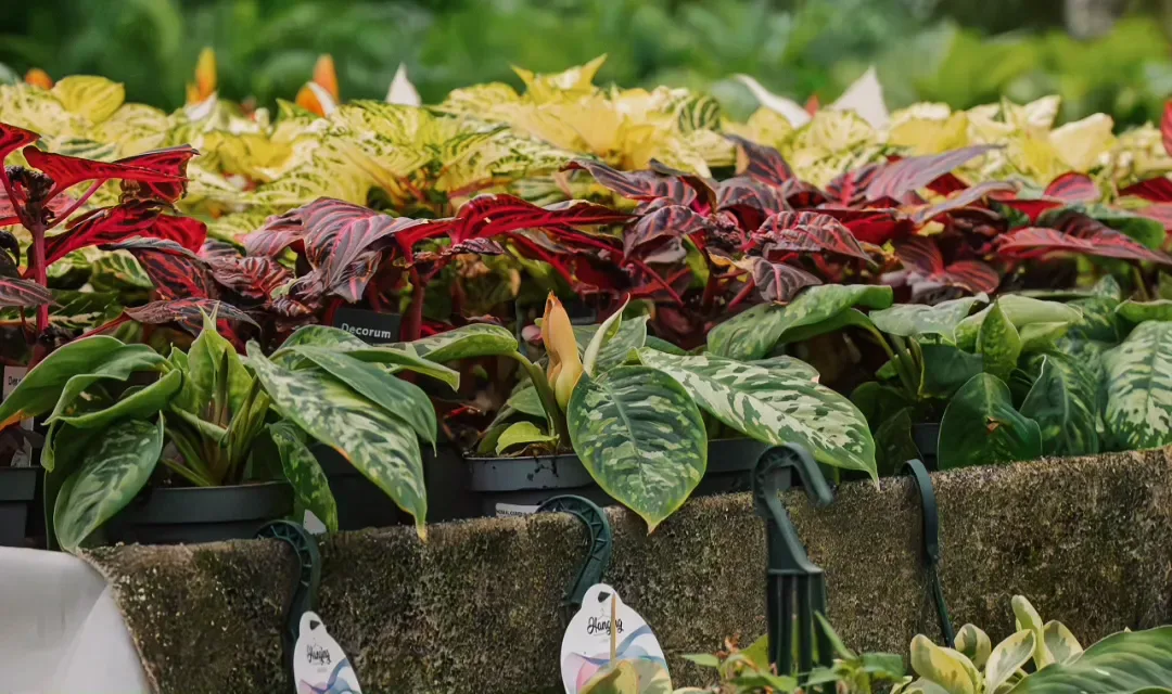 Plantas de interior para casa en el vivero Losteflor de Chiclana de la Frontera