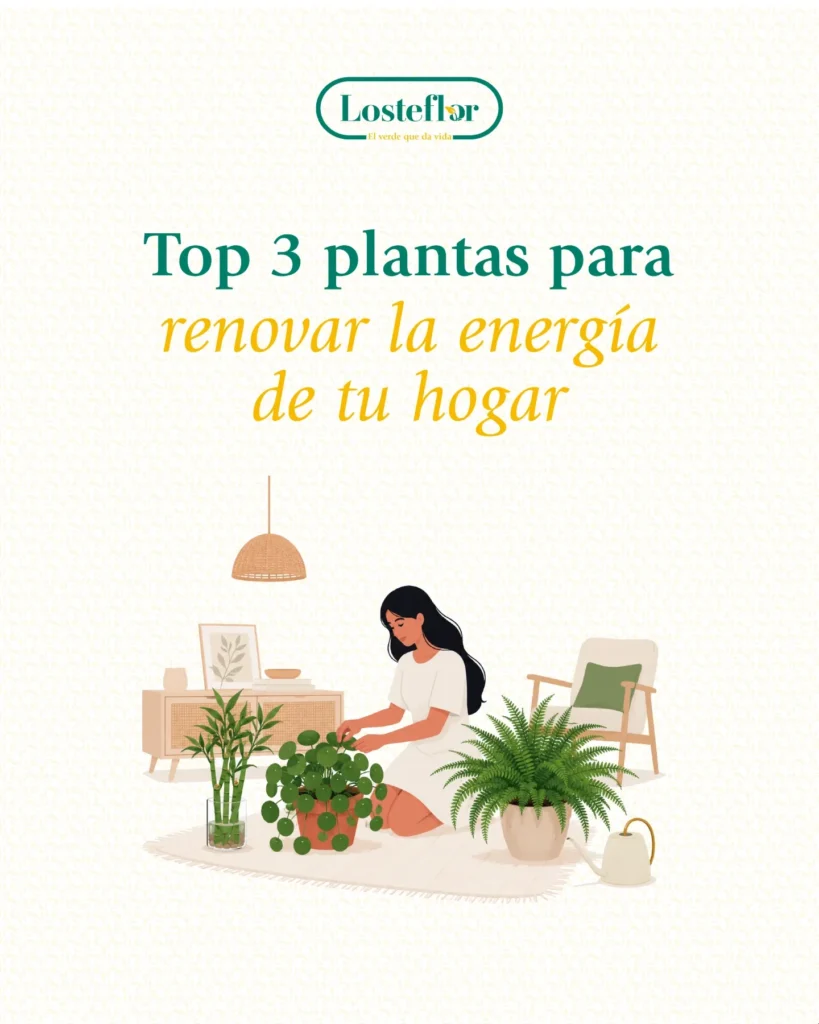 Top 3 de plantas Feng Shui de Losteflor para renovar la energía del hogar