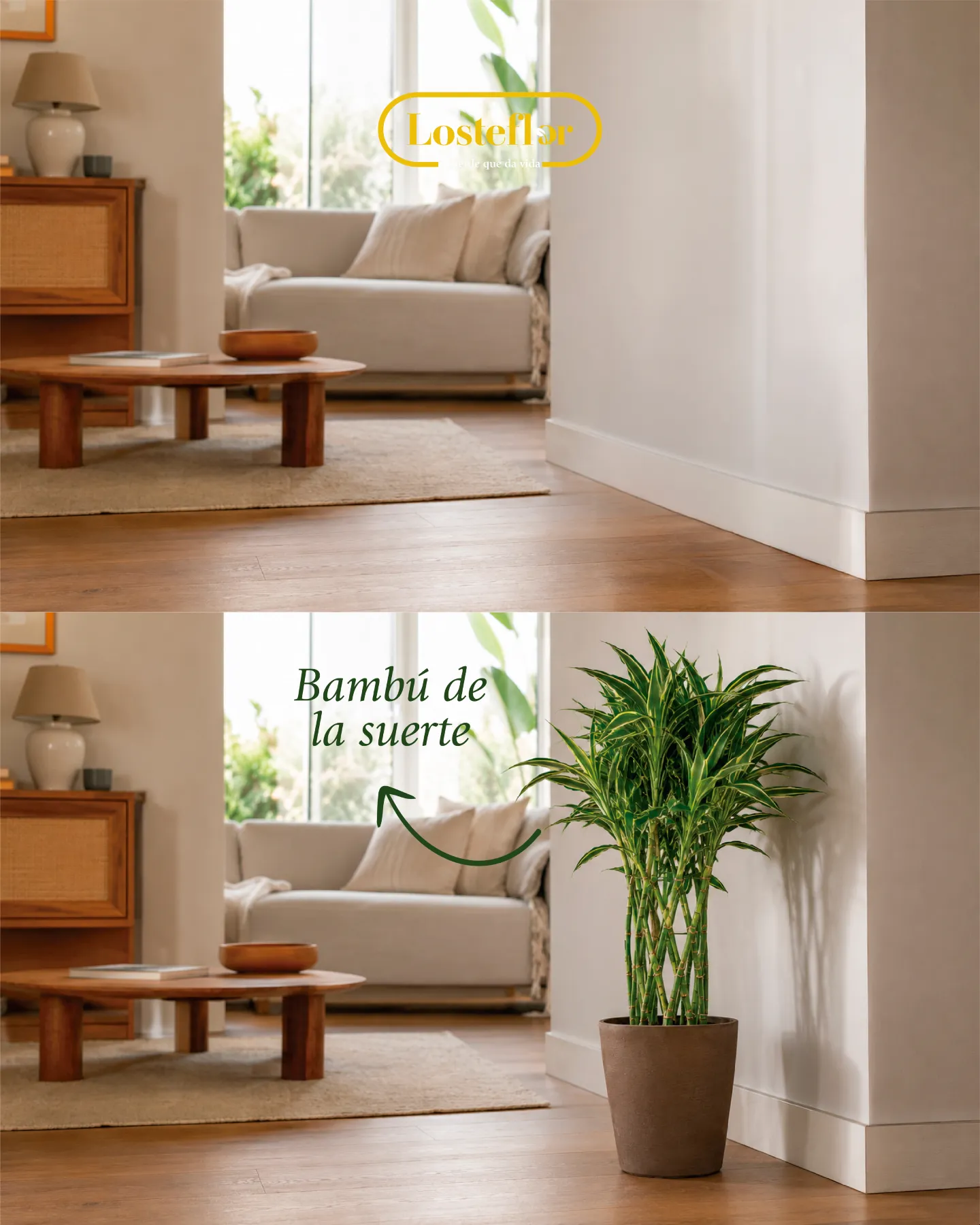 Bambú de la suerte (Dracaena sanderiana), una de las plantas Feng Shui para el hogar