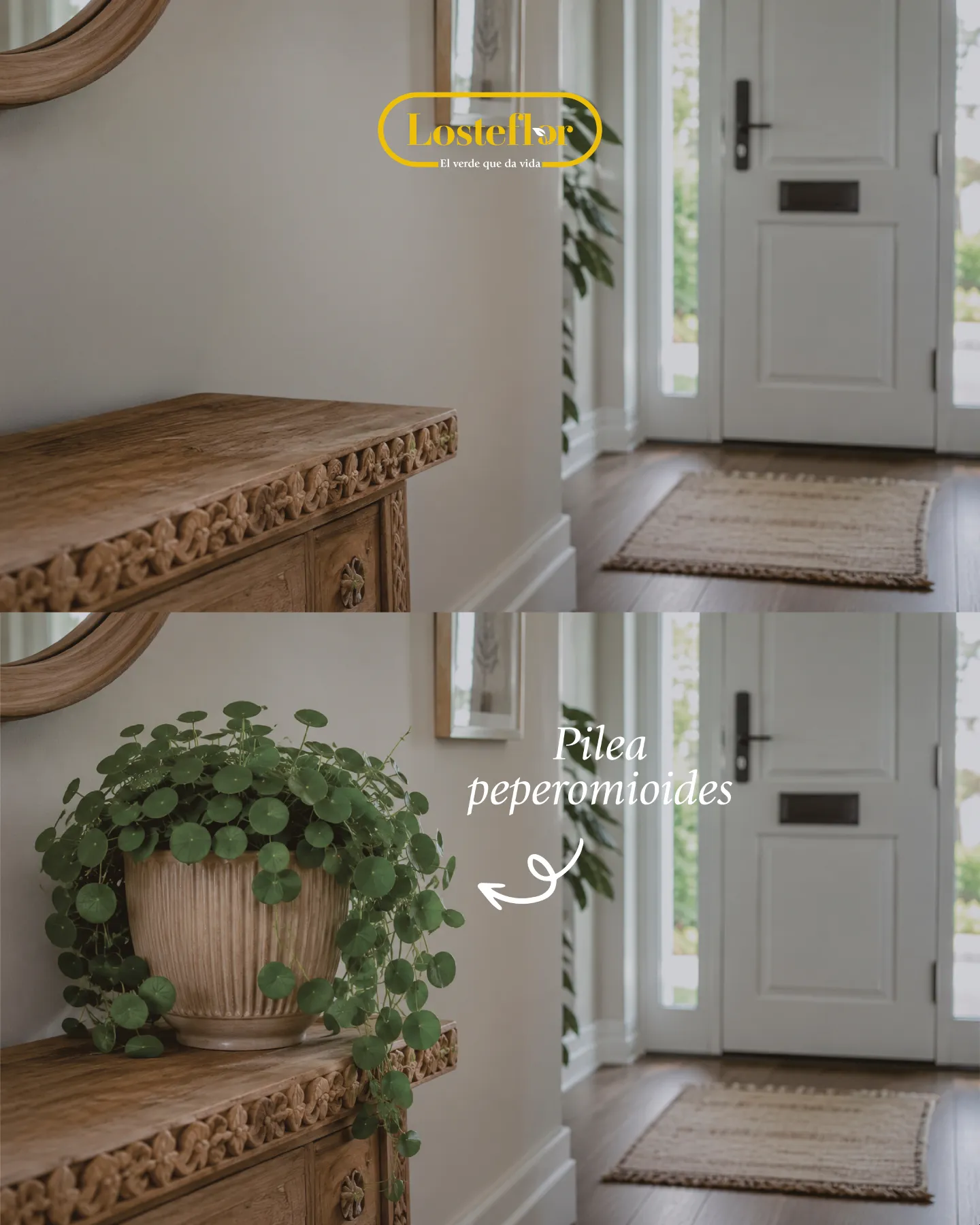 Pilea peperomioides, la planta del dinero, entre las plantas Feng Shui recomendadas
