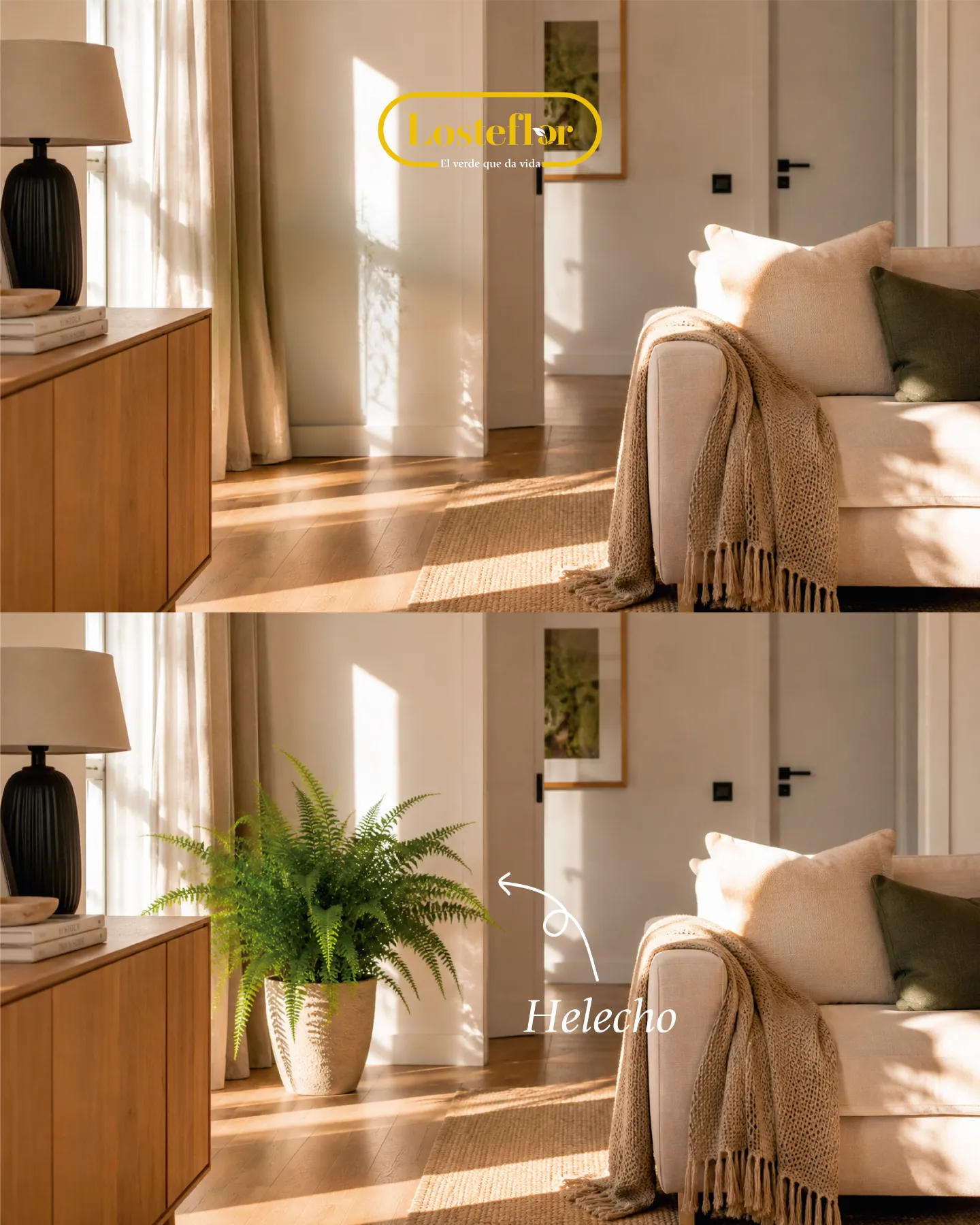 Helecho en un salón, planta purificadora dentro del Feng Shui