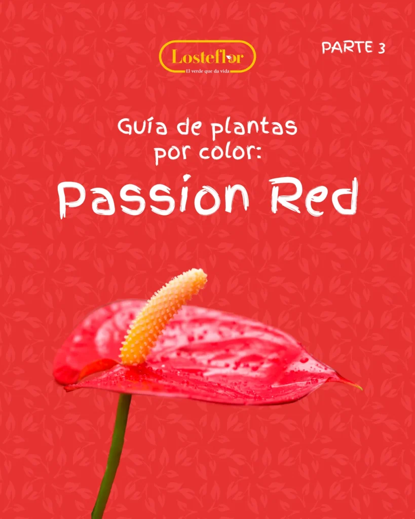 Anthurium rojo, portada de la guía de plantas rojas para casa de Losteflor