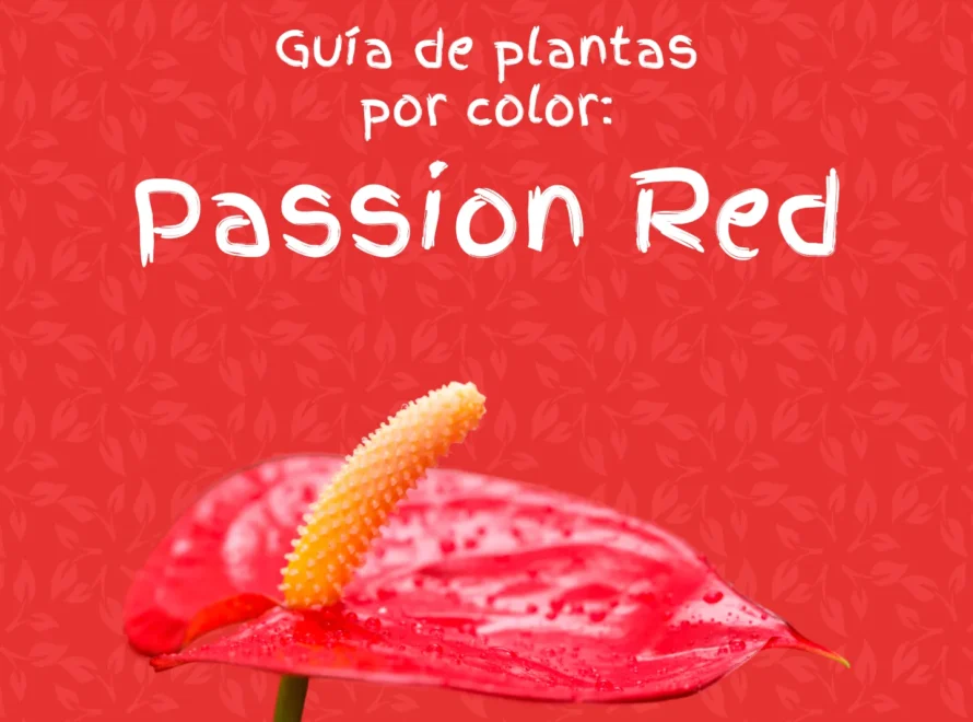 Anthurium rojo, portada de la guía de plantas rojas para casa de Losteflor