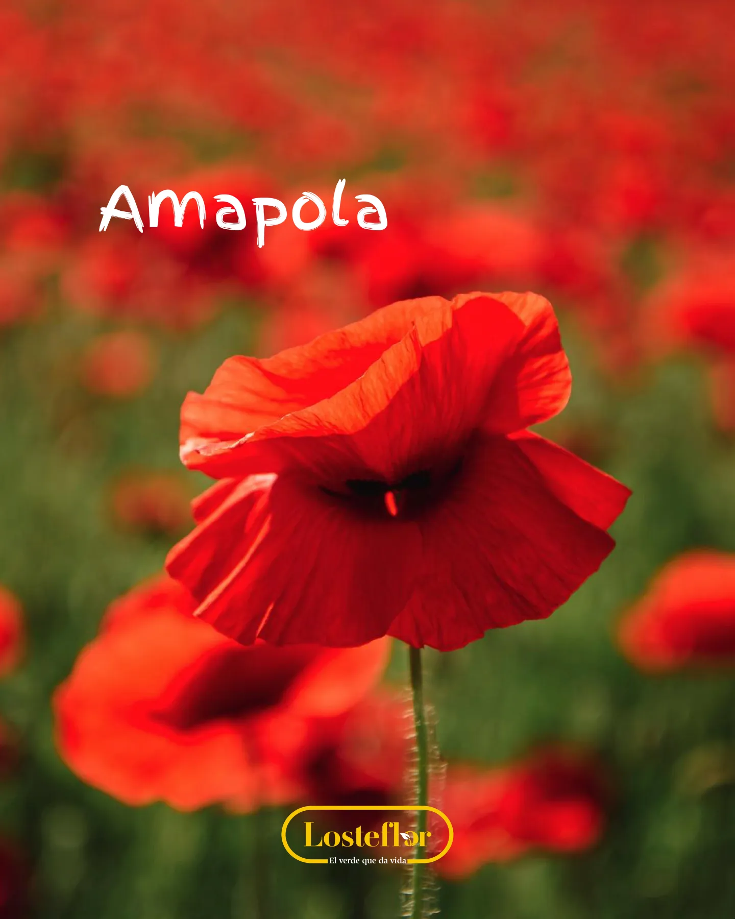 Amapola, una de las plantas rojas más silvestres para el jardín