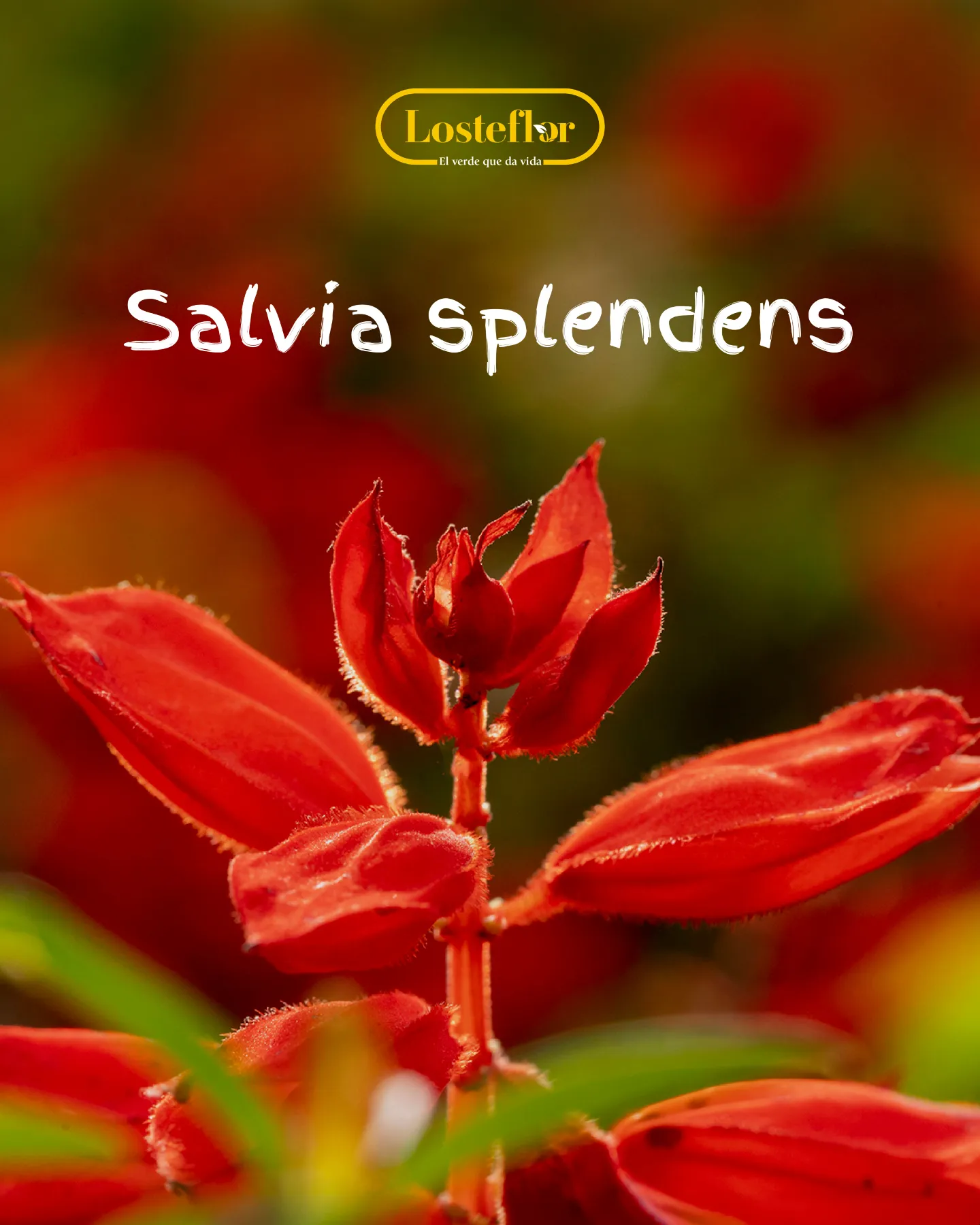 Salvia splendens, planta roja de flor para exterior