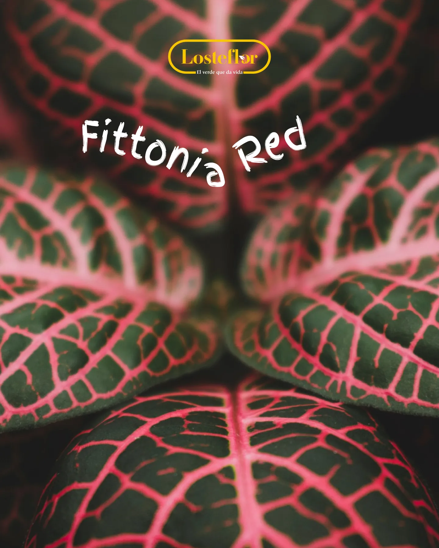 Fittonia roja, plantas rojas de hoja para interior