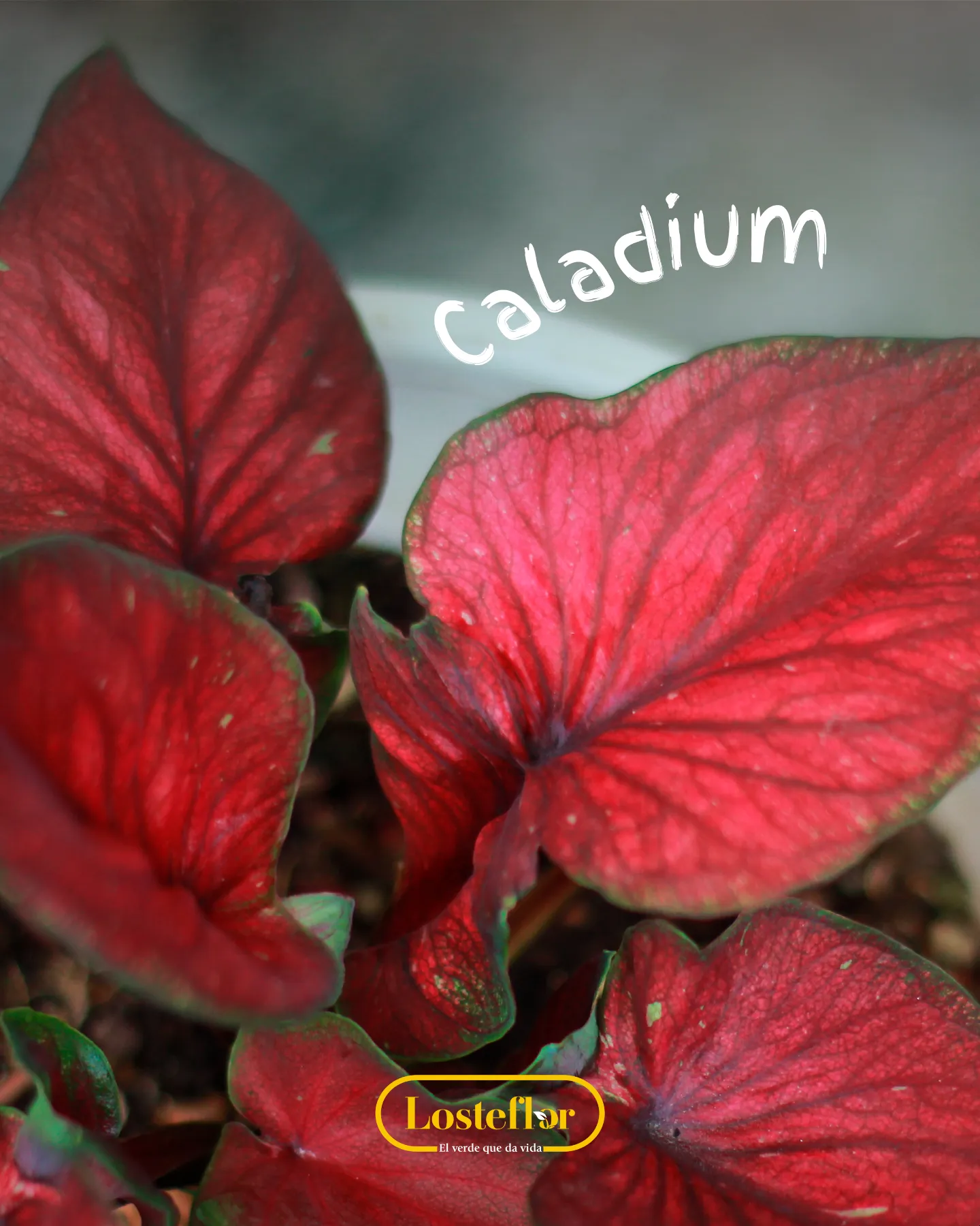 Caladium de hojas rojas para interior luminoso