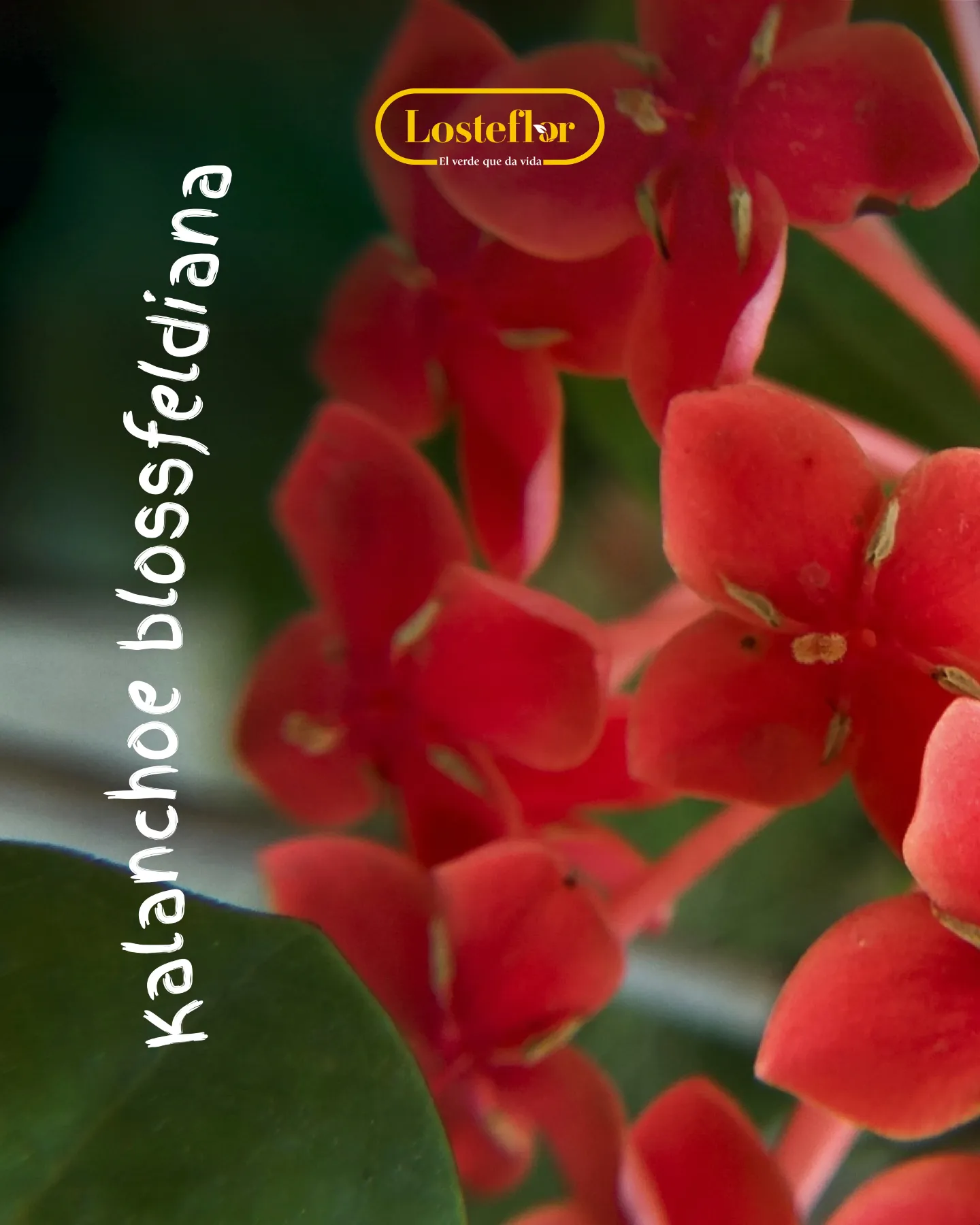 Kalanchoe blossfeldiana, planta roja de flor fácil de cuidar