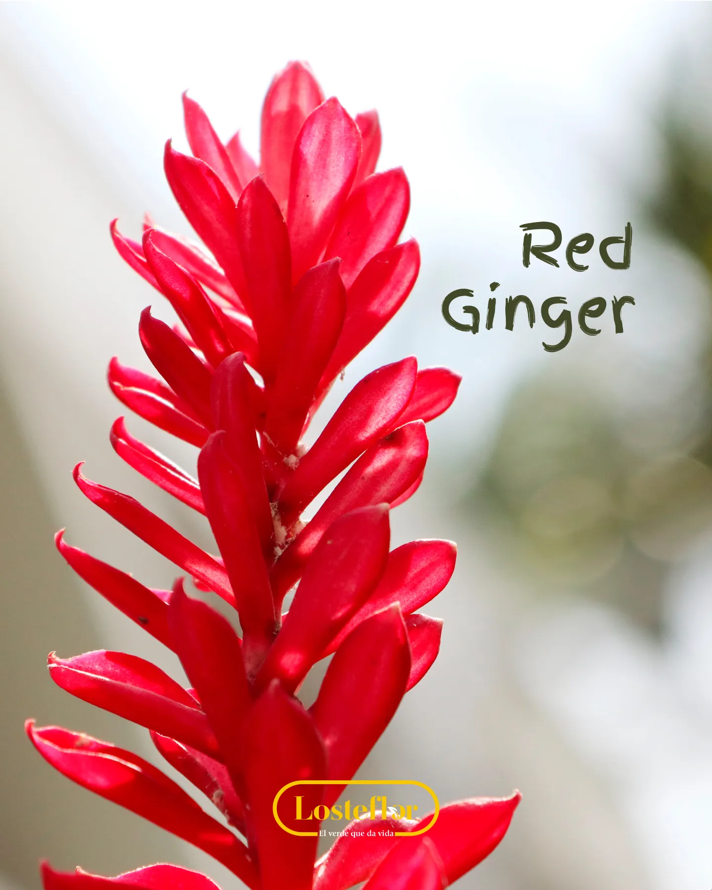 Red Ginger o jengibre rojo, planta tropical de espiga