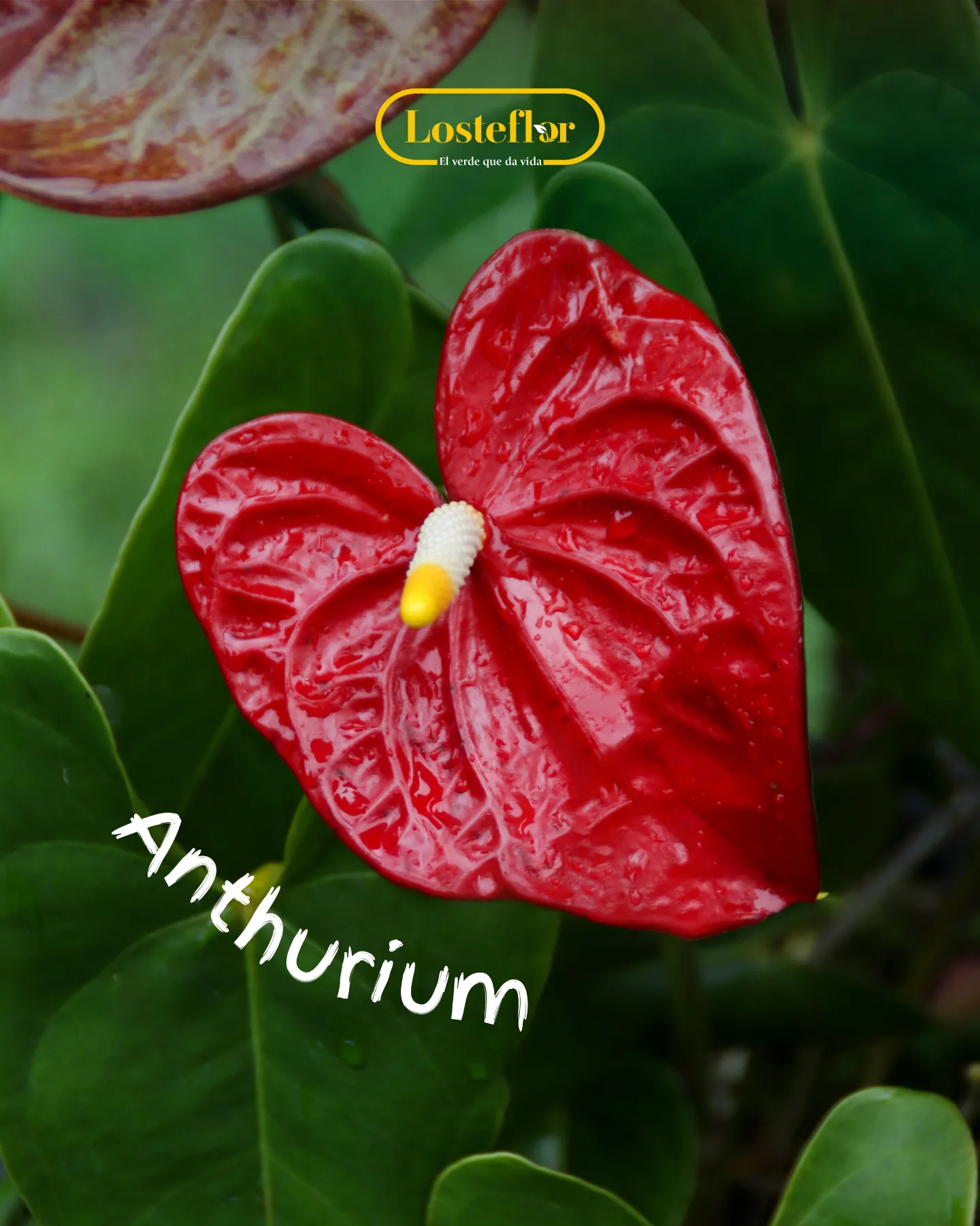 Anthurium rojo, una de las plantas rojas de interior más elegantes