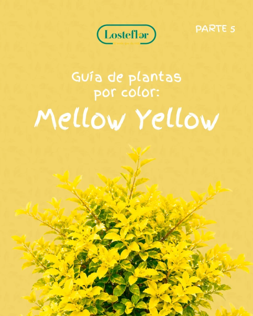 Guía de plantas amarillas de Losteflor con un arbusto de follaje dorado