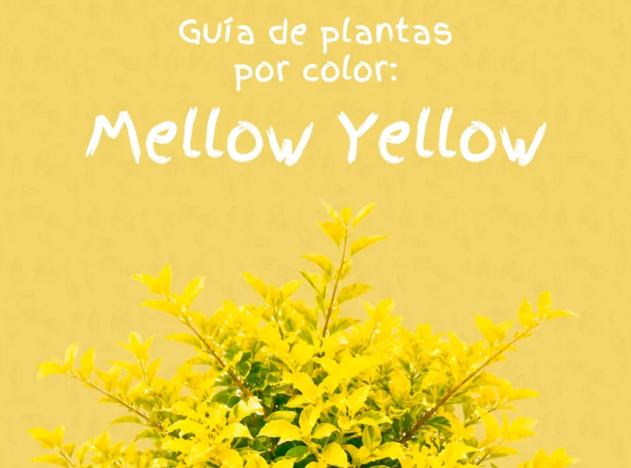 Guía de plantas amarillas de Losteflor con un arbusto de follaje dorado
