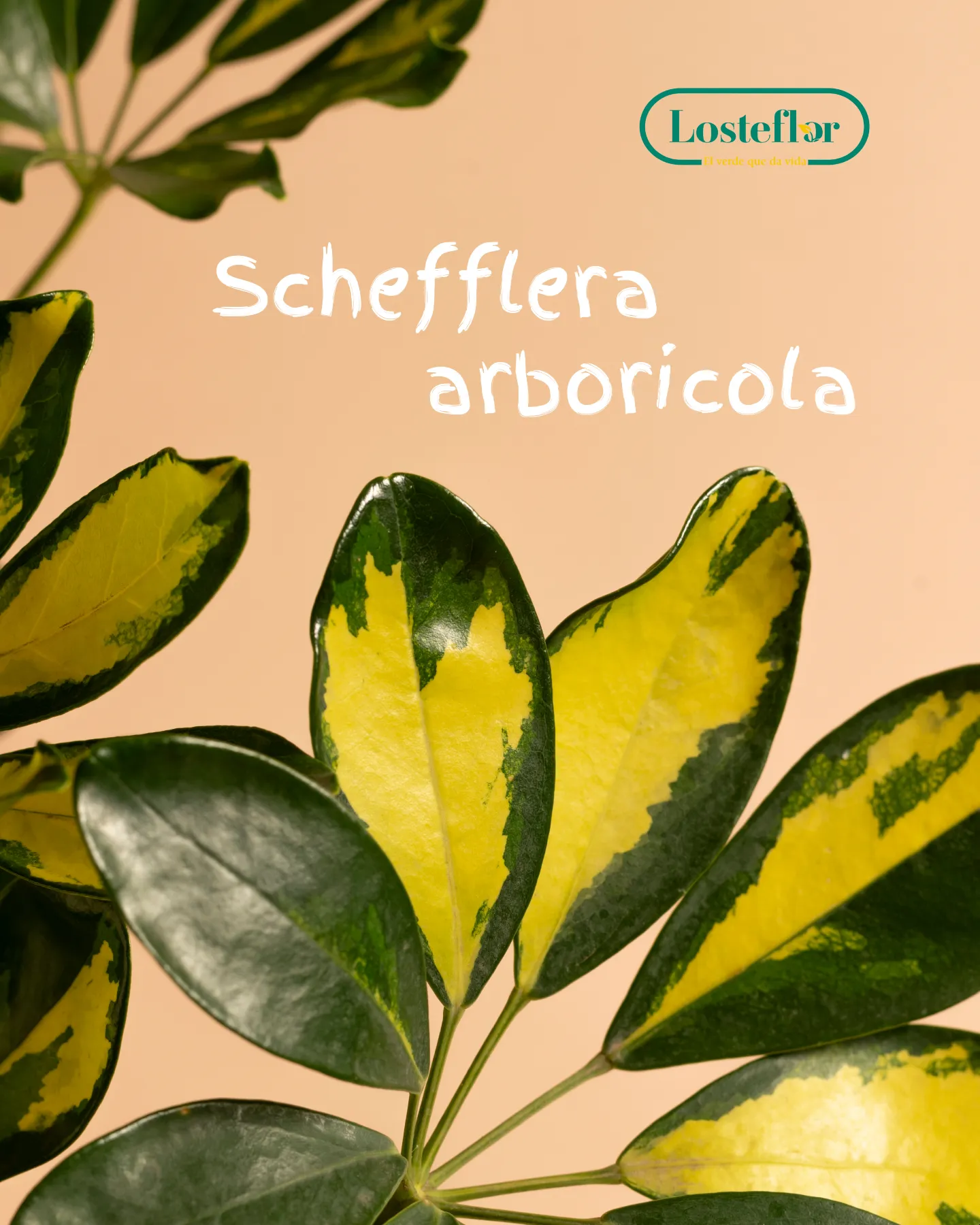 Schefflera arboricola variegada, una de las plantas amarillas de interior con hojas jaspeadas