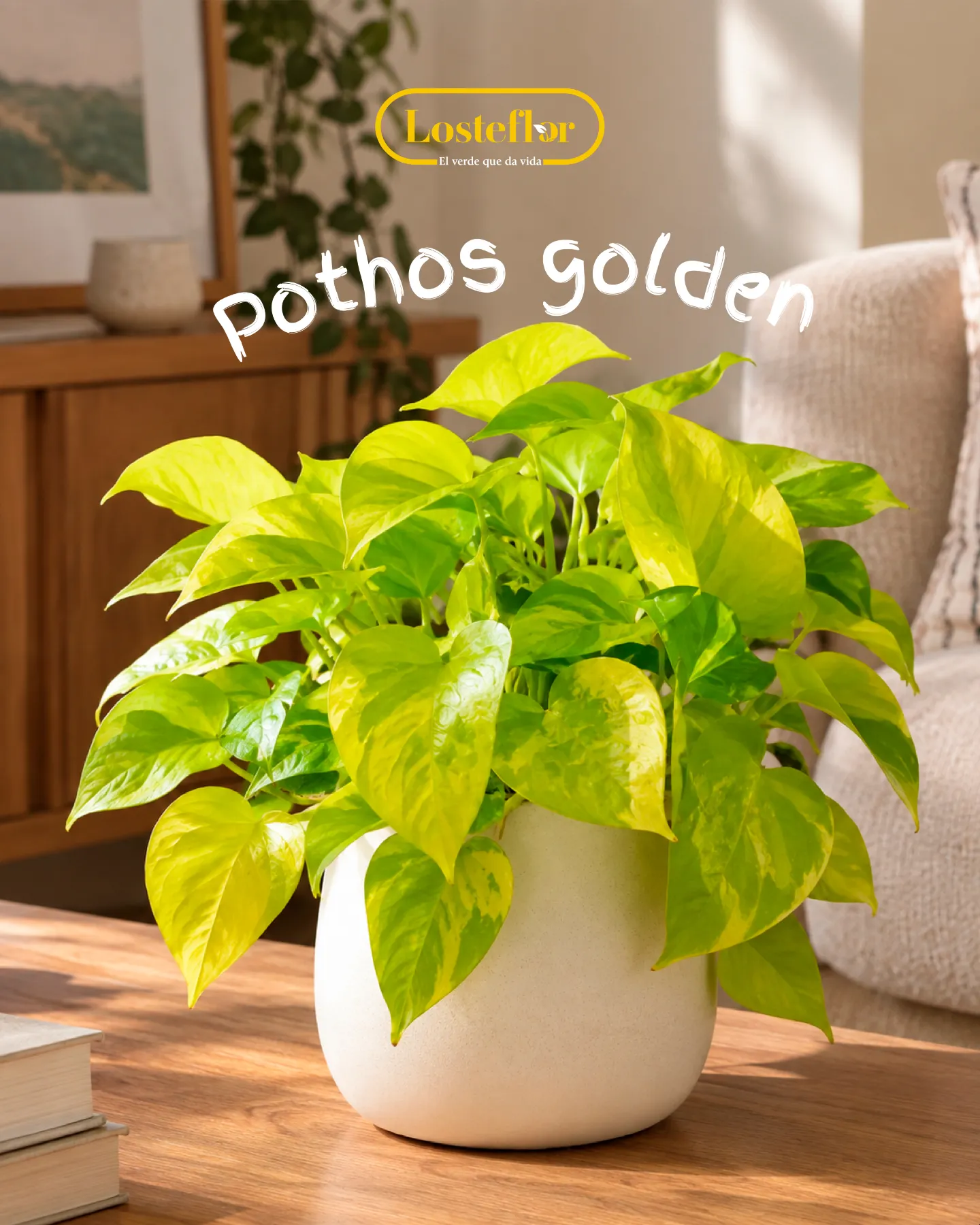 Pothos golden en maceta blanca, planta de interior con hojas doradas