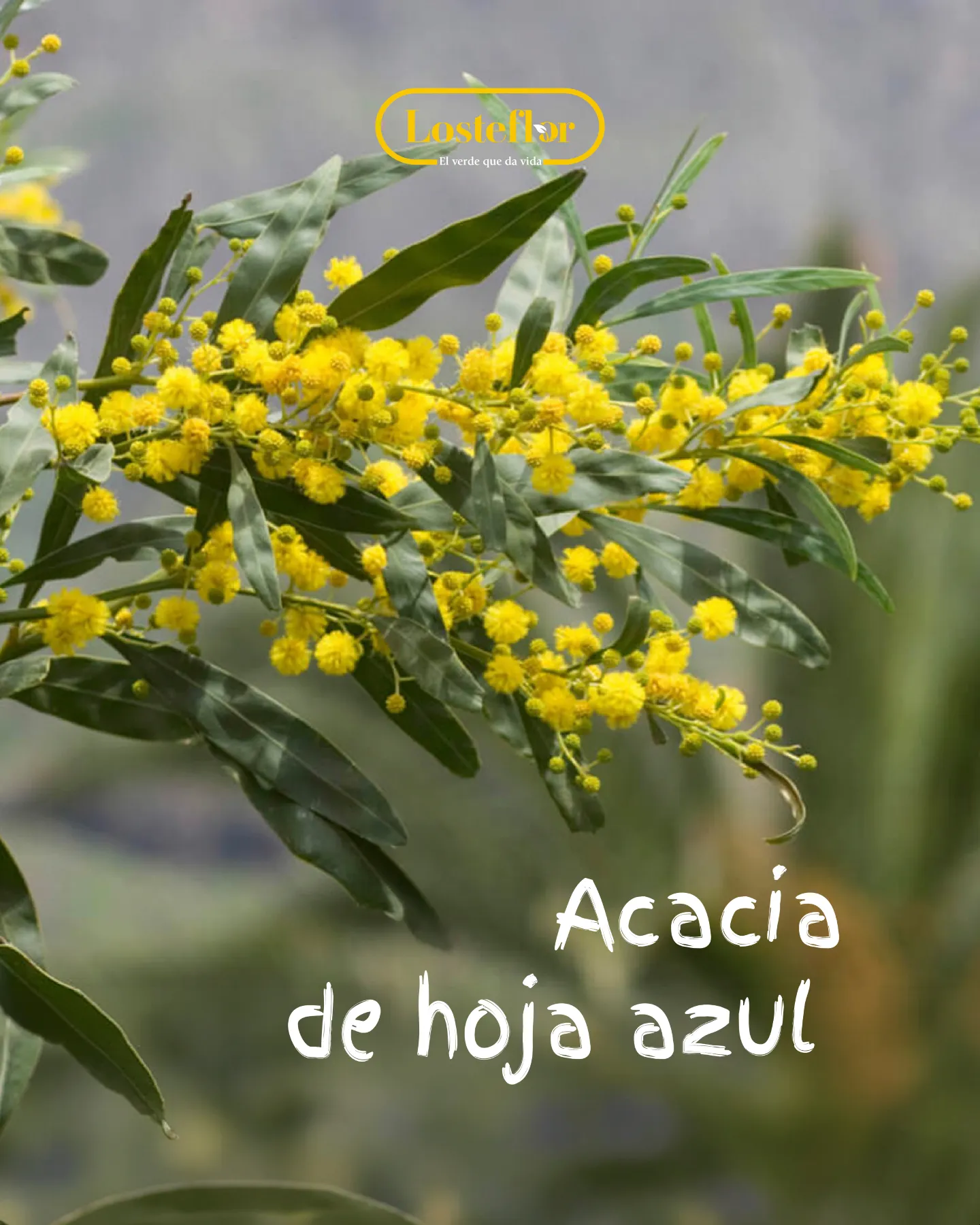 Acacia de hoja azul en flor, una de las plantas amarillas de exterior