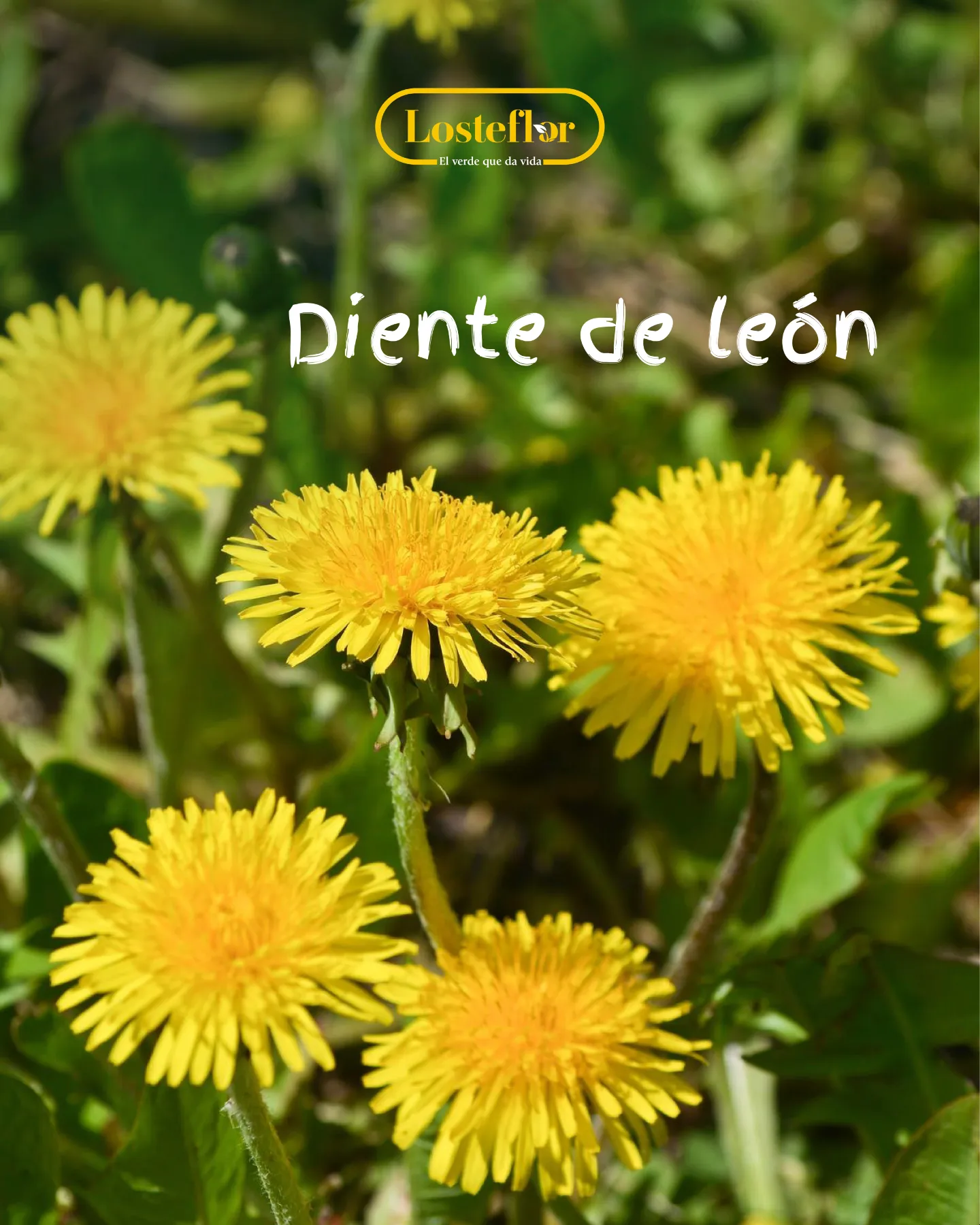Diente de león en flor sobre hierba, flores silvestres amarillas