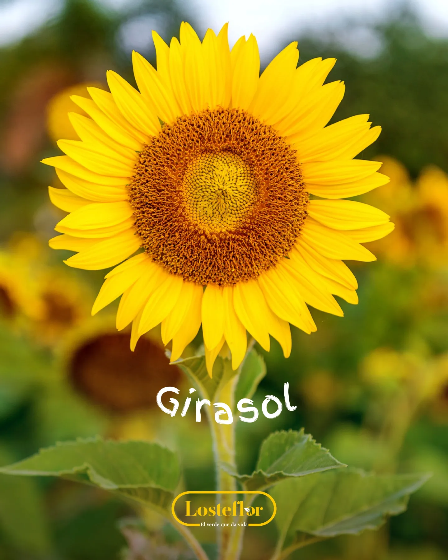 Girasol abierto en un campo, la más reconocible de las plantas amarillas