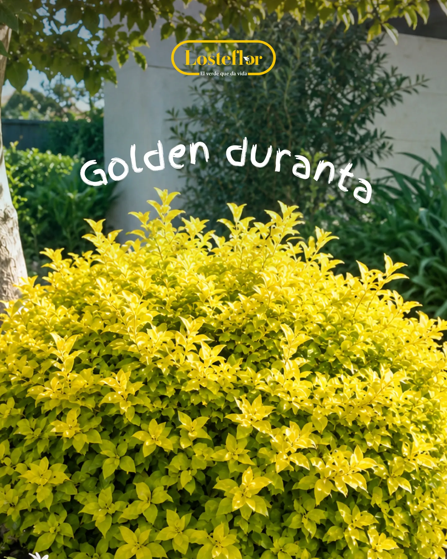 Golden duranta recortada en un jardín, arbusto de follaje dorado