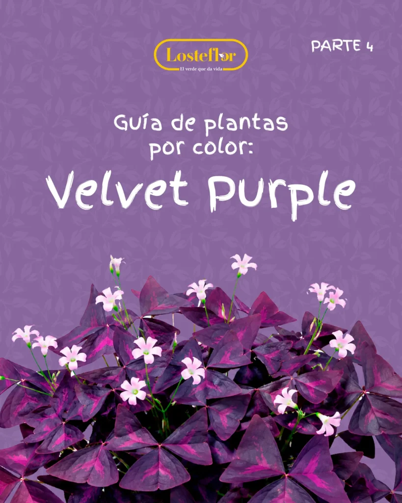 Guía de plantas moradas de Losteflor con oxalis de hojas y flores púrpuras