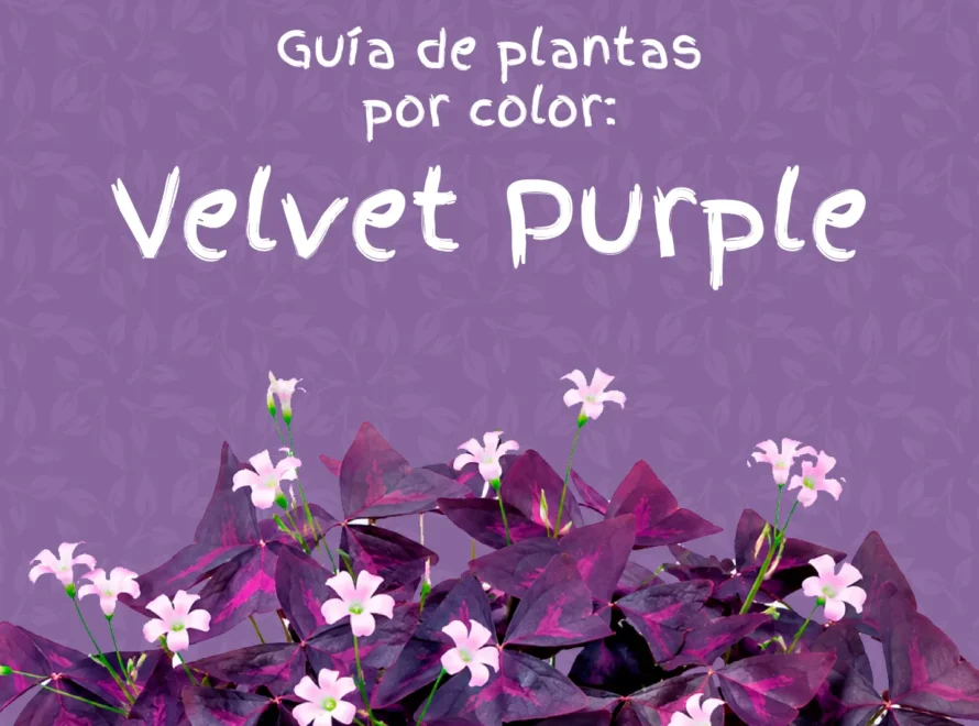 Guía de plantas moradas de Losteflor con oxalis de hojas y flores púrpuras