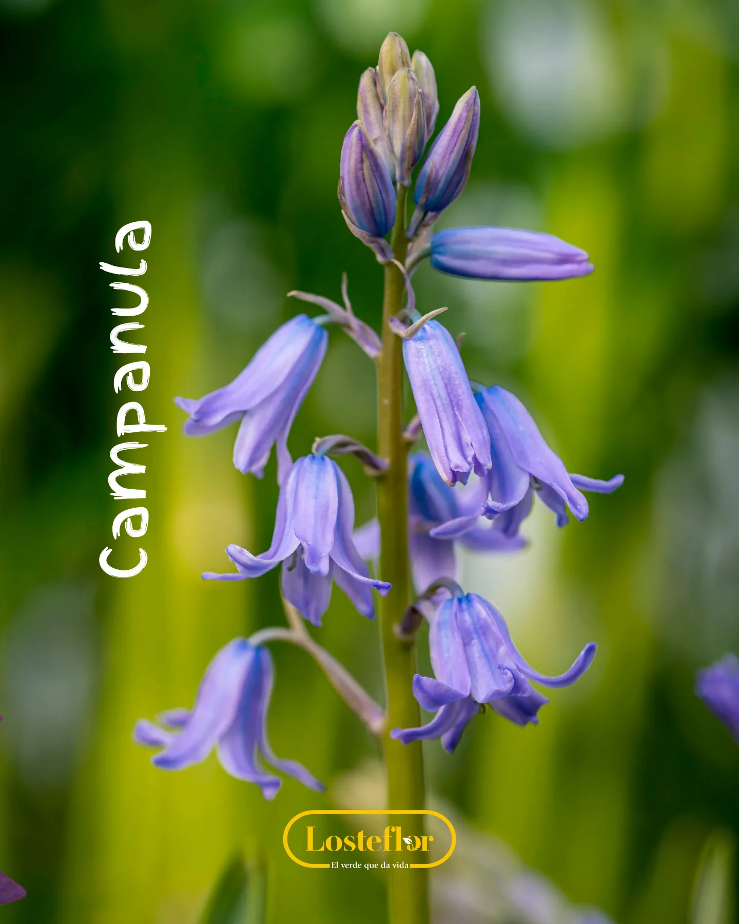 Campánula, una de las plantas moradas con flores en forma de campana