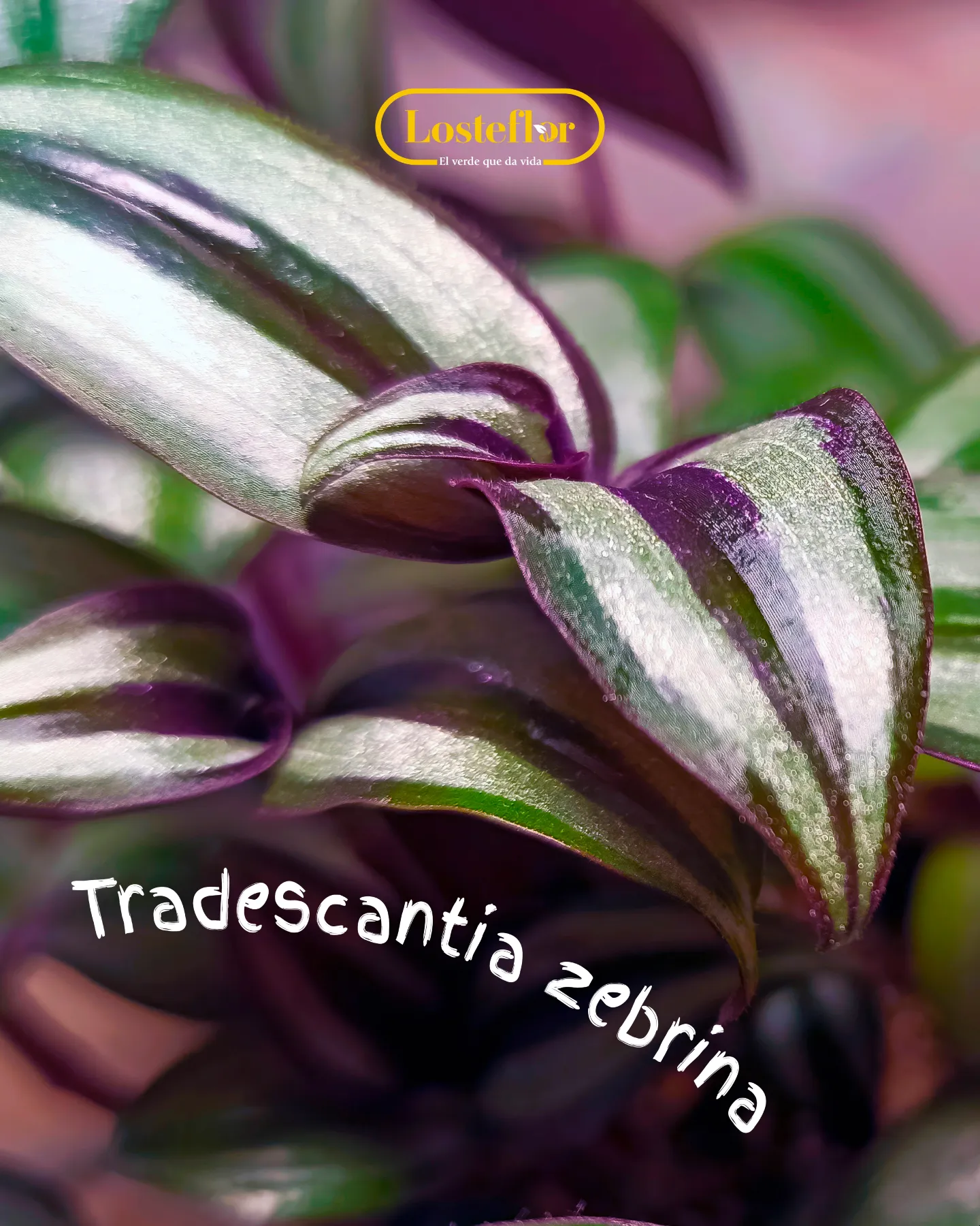 Tradescantia zebrina, planta morada de interior con hojas plateadas y púrpuras