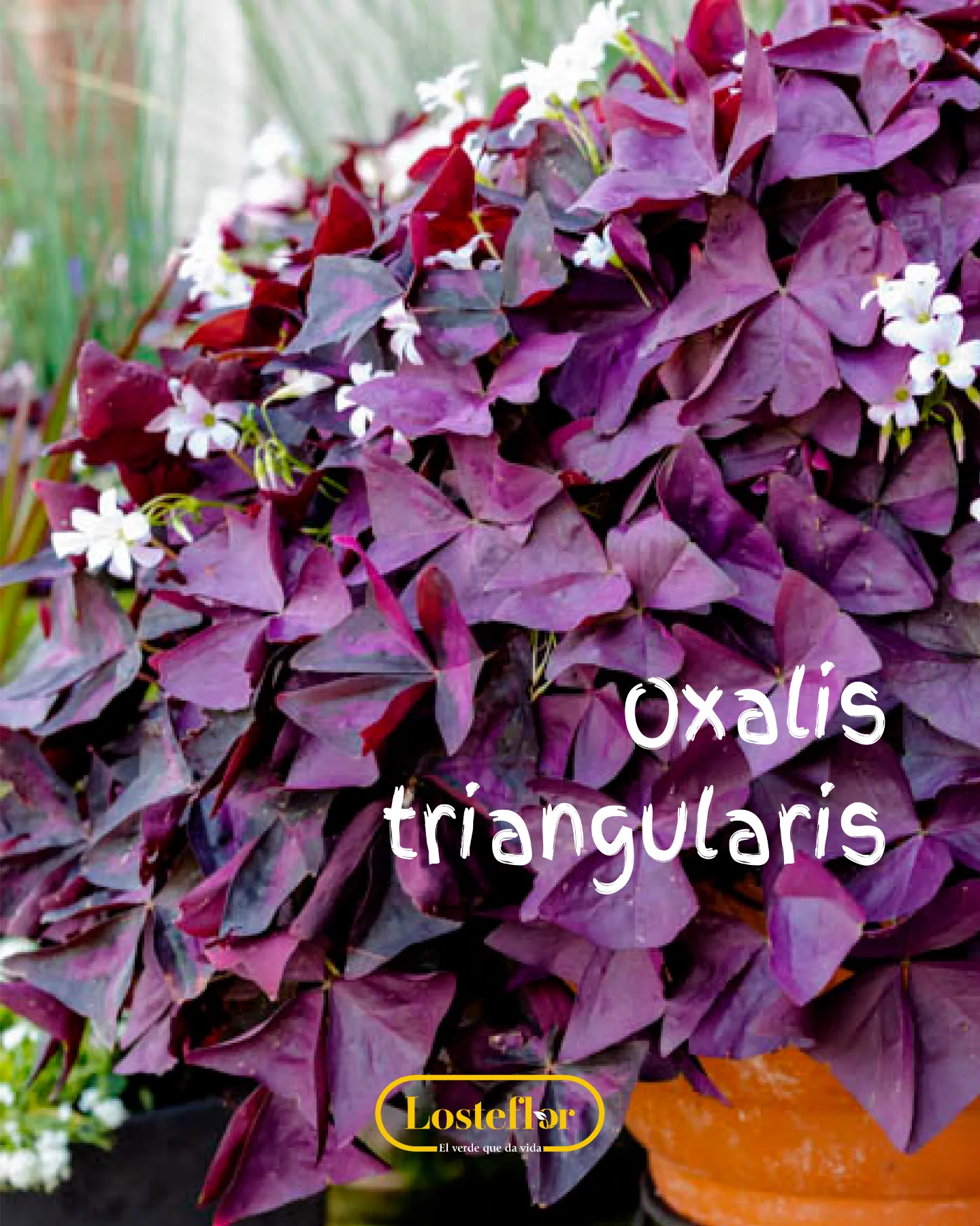 Oxalis triangularis o trébol morado, con hojas triangulares de color púrpura