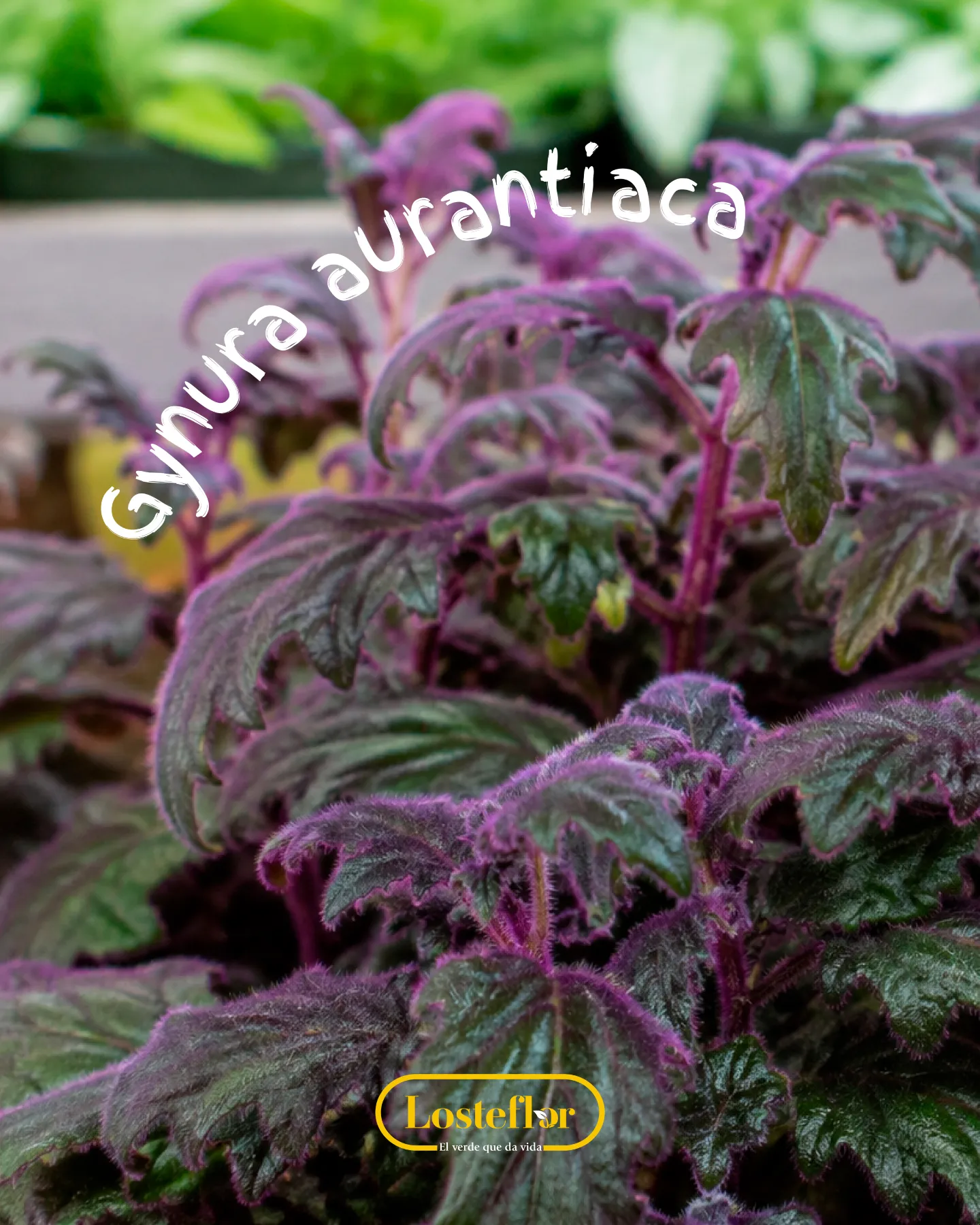 Gynura aurantiaca o planta terciopelo, con hojas moradas y aterciopeladas