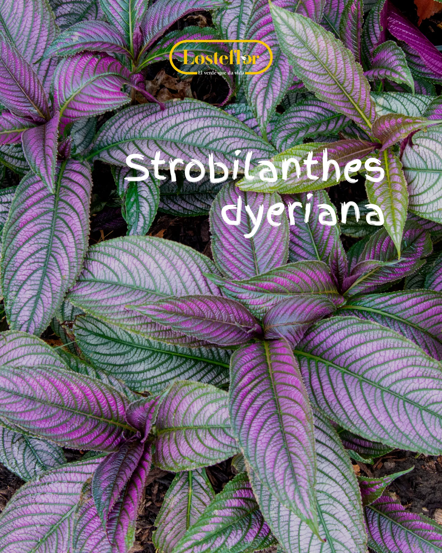 Strobilanthes dyeriana o escudo persa, planta morada de hojas iridiscentes