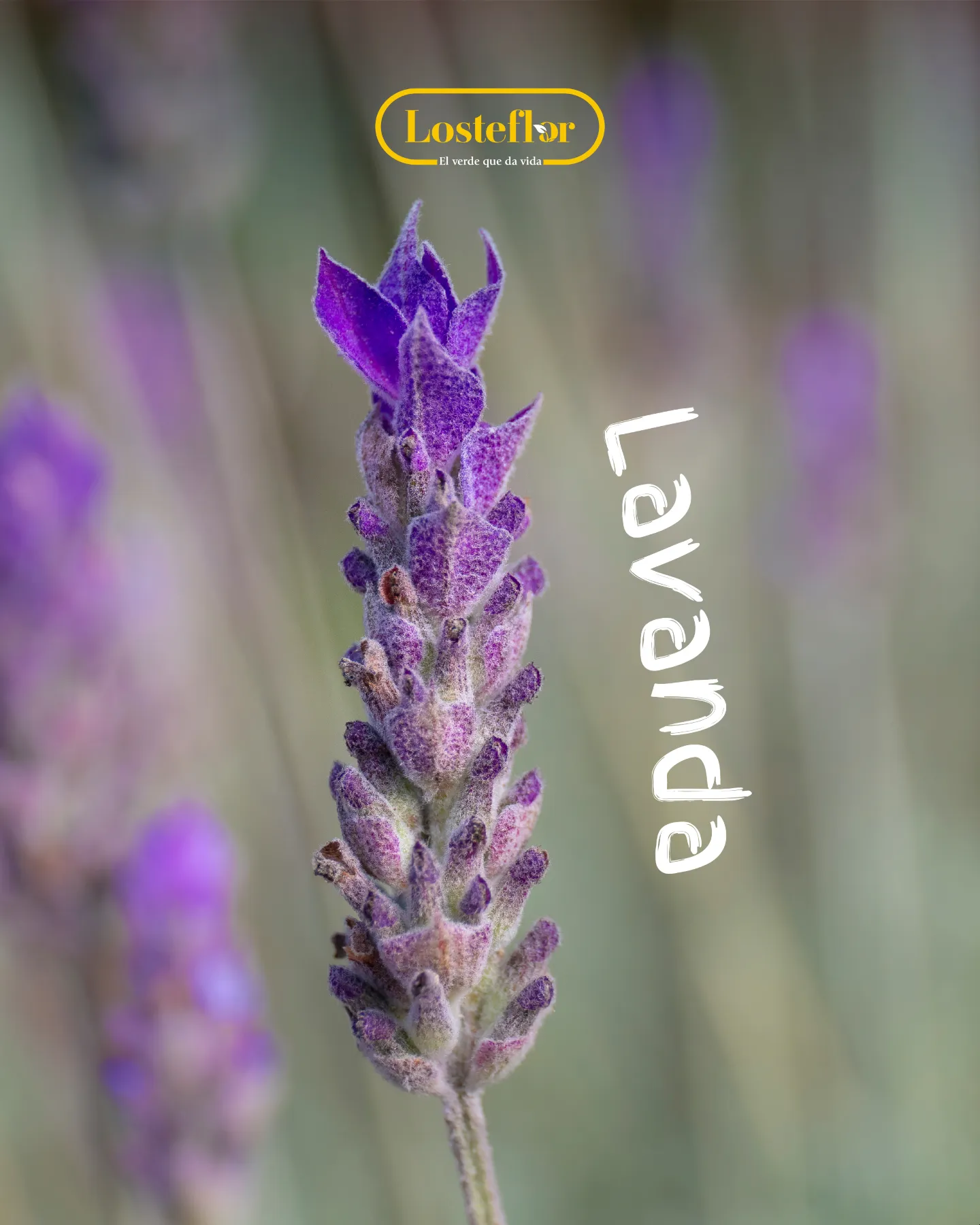 Lavanda, planta morada mediterránea con espigas violetas y aroma relajante