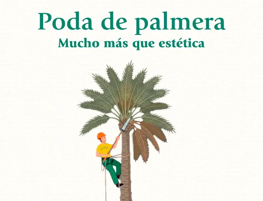 Poda de palmeras en Chiclana de la Frontera, servicio de Losteflor