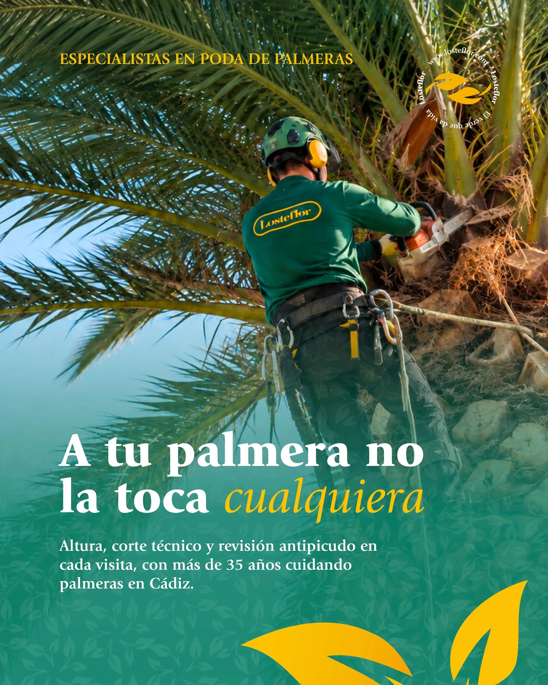 Operario de Losteflor podando una palmera con arnés y casco en Cádiz