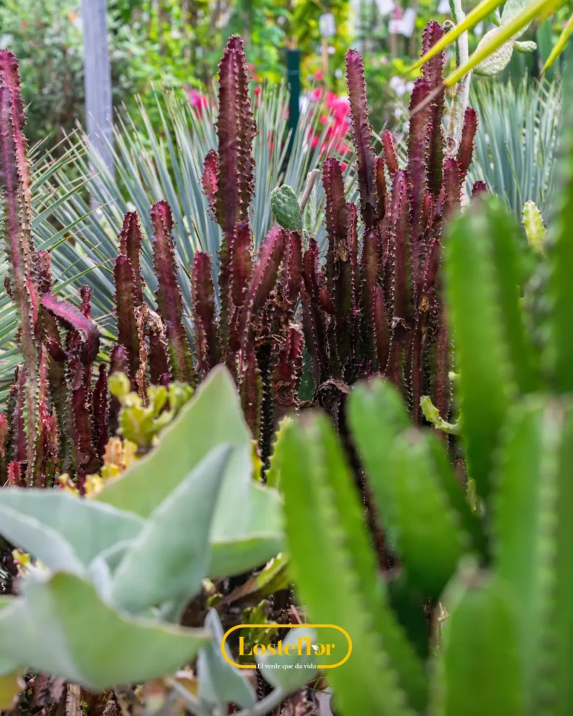 Rincones del vivero de Losteflor en Chiclana con tallos columnares burdeos y hojas azuladas