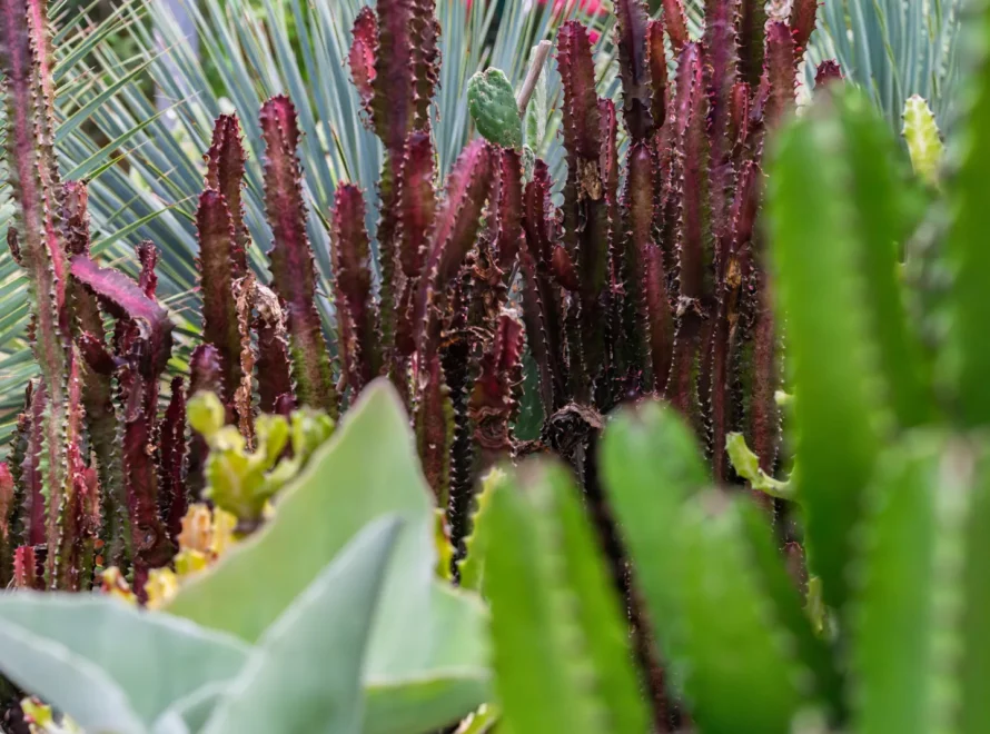 Rincones del vivero de Losteflor en Chiclana con tallos columnares burdeos y hojas azuladas