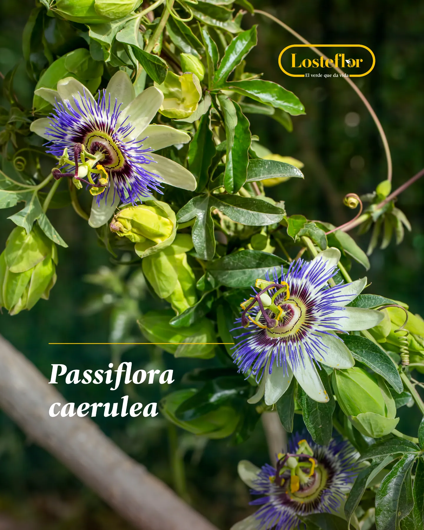 Passiflora caerulea en flor, uno de los rincones del vivero de Losteflor en Chiclana