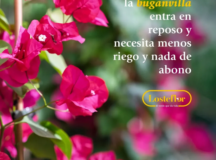 Buganvilla en otoño con brácteas fucsia y el mensaje de Losteflor: entra en reposo y necesita menos riego y nada de abono