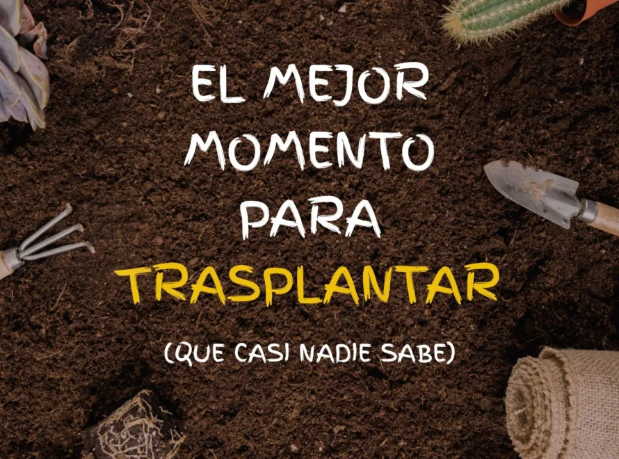 Plantar en otoño: tierra con herramientas de jardín y el mensaje el mejor momento para trasplantar, de Losteflor