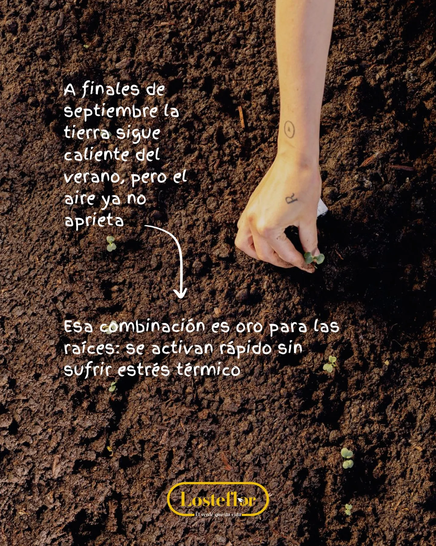 Mano plantando un plantón en tierra todavía caliente del verano