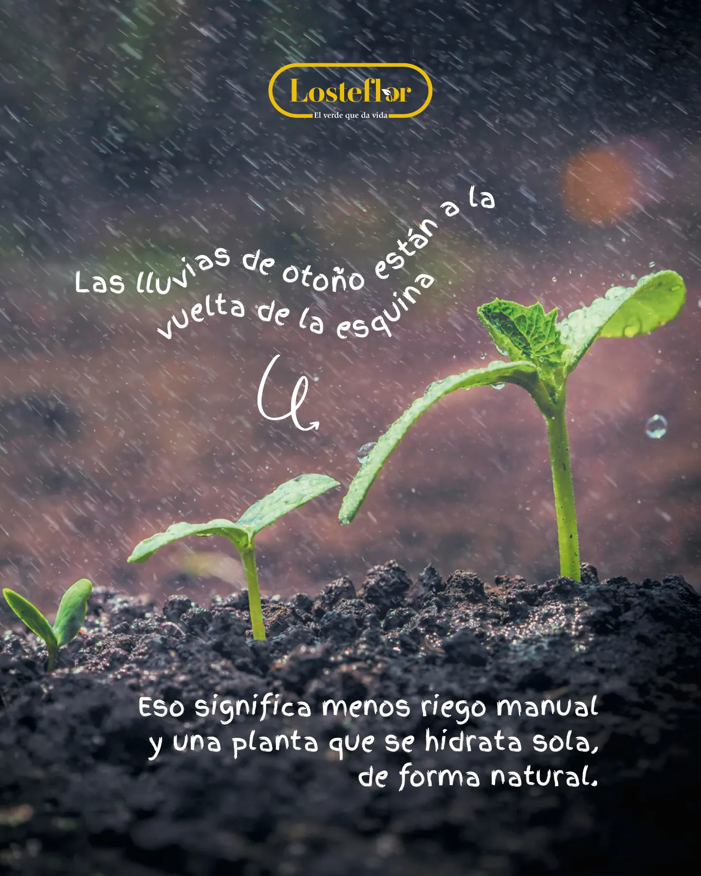 Brotes verdes creciendo bajo la lluvia de otoño en tierra húmeda