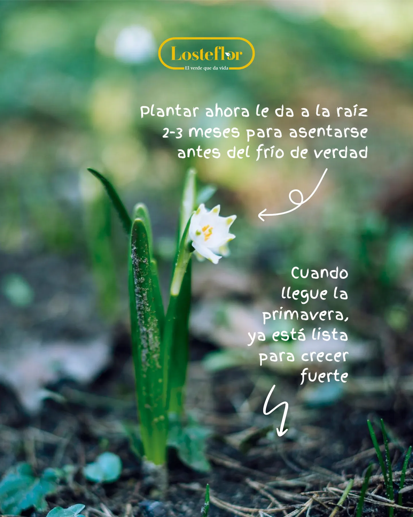 Planta de flor blanca brotando tras plantar en otoño